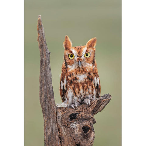 Eastern screech owl-Florida White Modern Wood Framed Art Print by Jones, Adam