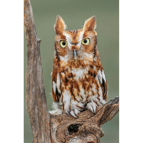 Eastern screech owl-Florida Gold Ornate Wood Framed Art Print with Double Matting by Jones, Adam