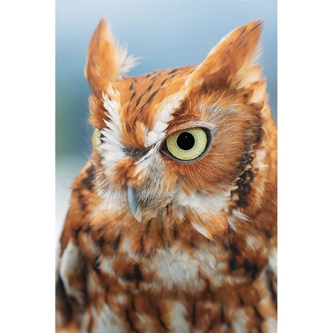 Eastern screech owl-Florida Black Modern Wood Framed Art Print by Jones, Adam