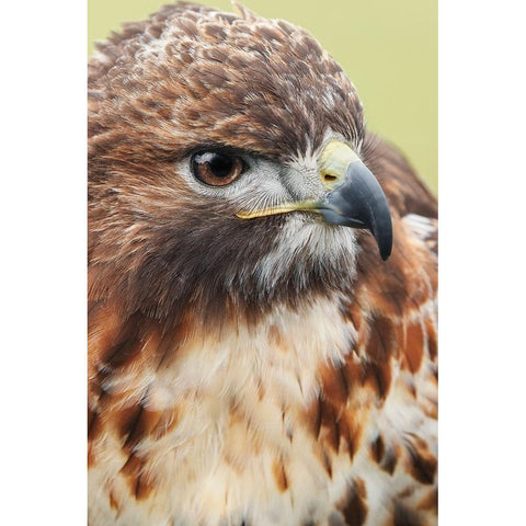 Red-tailed hawk-Florida White Modern Wood Framed Art Print by Jones, Adam