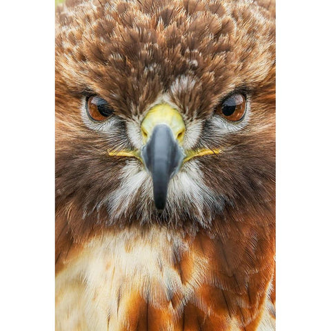 Red-tailed hawk-Florida Gold Ornate Wood Framed Art Print with Double Matting by Jones, Adam