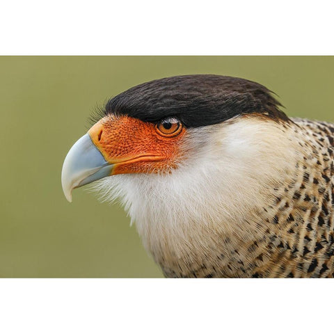 Crested caracara-south Florida Black Modern Wood Framed Art Print by Jones, Adam