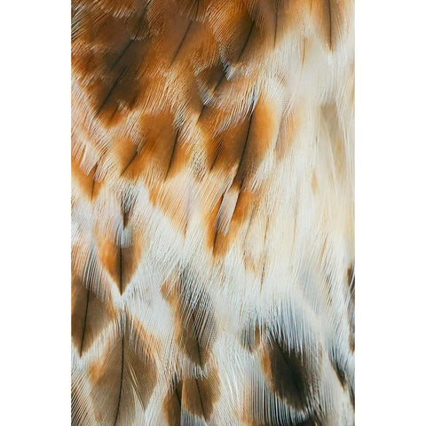 Feather pattern on Red-tailed hawk-Florida Gold Ornate Wood Framed Art Print with Double Matting by Jones, Adam