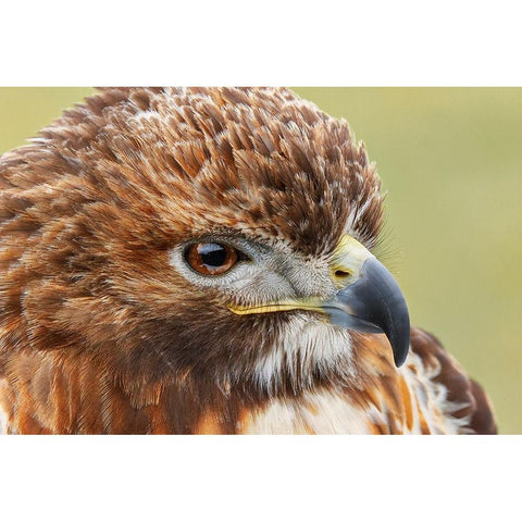 Red-tailed hawk-Florida Gold Ornate Wood Framed Art Print with Double Matting by Jones, Adam