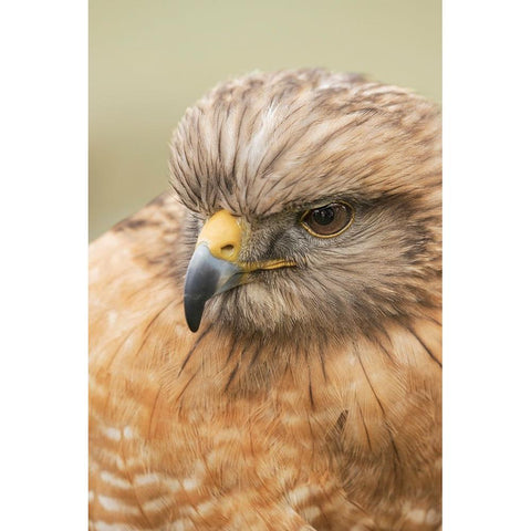 Red Shouldered Hawk-Florida White Modern Wood Framed Art Print by Jones, Adam