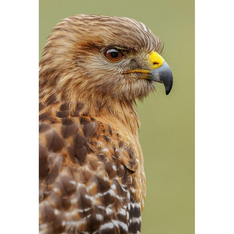Red Shouldered Hawk-Florida White Modern Wood Framed Art Print by Jones, Adam