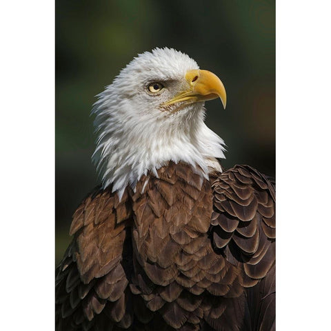 Bald eagle-Florida Black Modern Wood Framed Art Print by Jones, Adam