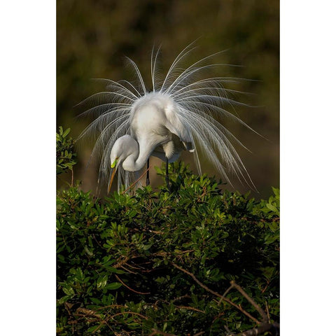 Great egret in courtship display in full breeding plumage-Venice rookery-Venice-Florida Gold Ornate Wood Framed Art Print with Double Matting by Jones, Adam