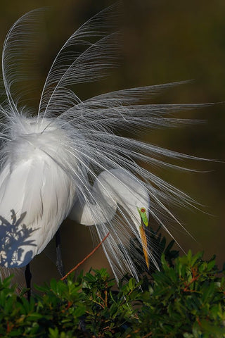 Great egret in courtship display in full breeding plumage-Venice rookery-Venice-Florida White Modern Wood Framed Art Print with Double Matting by Jones, Adam