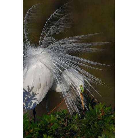 Great egret in courtship display in full breeding plumage-Venice rookery-Venice-Florida White Modern Wood Framed Art Print by Jones, Adam