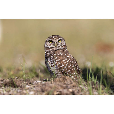 Burrowing owl-Cape Coral-Florida Gold Ornate Wood Framed Art Print with Double Matting by Jones, Adam
