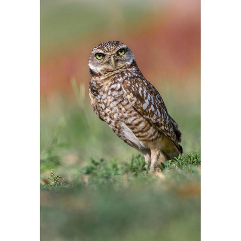 Burrowing owl-Cape Coral-Florida Gold Ornate Wood Framed Art Print with Double Matting by Jones, Adam