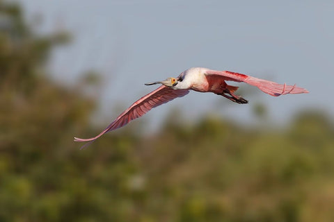 Roseate spoonbill flying-Stick Marsh-Florida White Modern Wood Framed Art Print with Double Matting by Jones, Adam