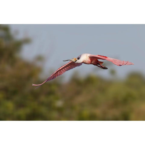 Roseate spoonbill flying-Stick Marsh-Florida Black Modern Wood Framed Art Print by Jones, Adam
