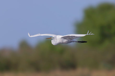 Great Egret flying Stick Marsh-Florida White Modern Wood Framed Art Print with Double Matting by Jones, Adam