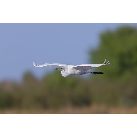 Great Egret flying Stick Marsh-Florida Black Modern Wood Framed Art Print by Jones, Adam