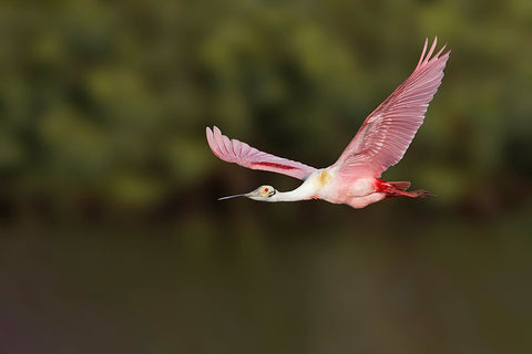 Roseate spoonbill flying-Stick Marsh-Florida White Modern Wood Framed Art Print with Double Matting by Jones, Adam