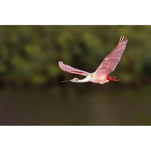 Roseate spoonbill flying-Stick Marsh-Florida Black Modern Wood Framed Art Print by Jones, Adam