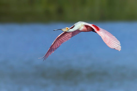 Roseate spoonbill flying-Stick Marsh-Florida White Modern Wood Framed Art Print with Double Matting by Jones, Adam
