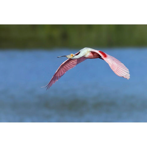 Roseate spoonbill flying-Stick Marsh-Florida Black Modern Wood Framed Art Print with Double Matting by Jones, Adam