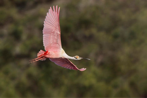 Roseate spoonbill flying-Stick Marsh-Florida White Modern Wood Framed Art Print with Double Matting by Jones, Adam