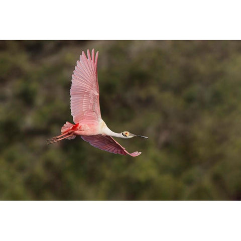 Roseate spoonbill flying-Stick Marsh-Florida Black Modern Wood Framed Art Print with Double Matting by Jones, Adam