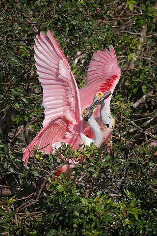Roseate spoonbills fighting over nesting territory in rookery-Stick Marsh-Florida White Modern Wood Framed Art Print with Double Matting by Jones, Adam