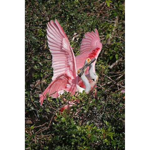 Roseate spoonbills fighting over nesting territory in rookery-Stick Marsh-Florida Black Modern Wood Framed Art Print by Jones, Adam