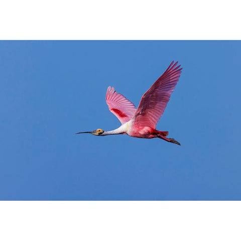 Roseate spoonbill flying-Stick Marsh-Florida Gold Ornate Wood Framed Art Print with Double Matting by Jones, Adam