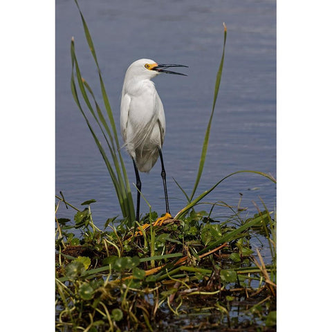 Snowy Egret-Stick Marsh-Florida Black Modern Wood Framed Art Print with Double Matting by Jones, Adam