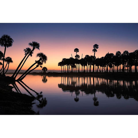 Sable palms silhouetted at sunrise on the Econlockhatchee River Gold Ornate Wood Framed Art Print with Double Matting by Jones, Adam