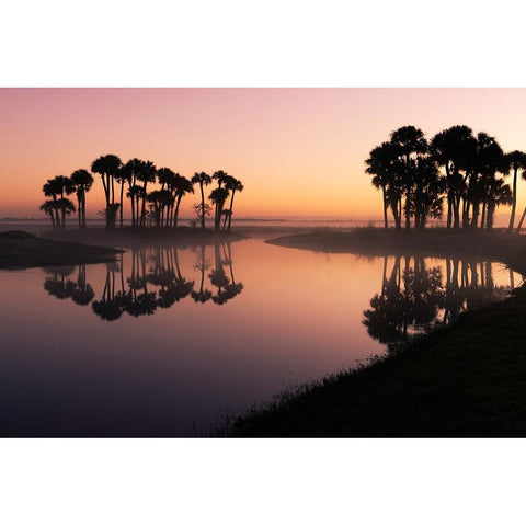 Sable palms silhouetted at sunrise on the Econlockhatchee River Black Modern Wood Framed Art Print by Jones, Adam