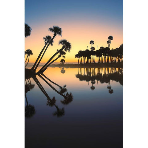 Sable palms silhouetted at sunrise on the Econlockhatchee River Black Modern Wood Framed Art Print by Jones, Adam