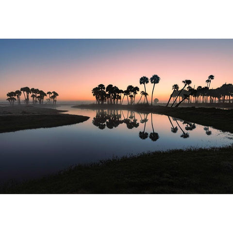 Sable palms silhouetted at sunrise on the Econlockhatchee River Black Modern Wood Framed Art Print by Jones, Adam