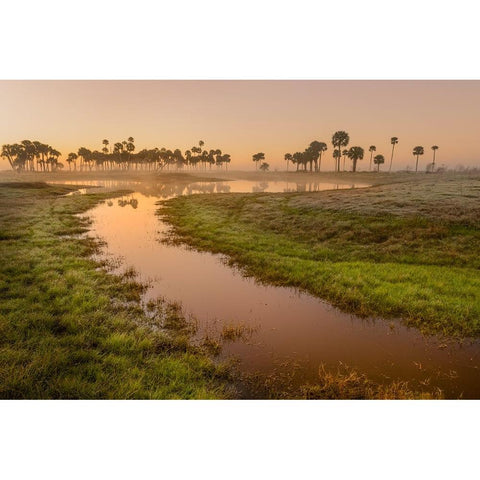 Sable palms silhouetted at sunrise on the Econlockhatchee River White Modern Wood Framed Art Print by Jones, Adam