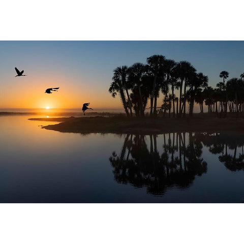 Sable palms silhouetted at sunrise on the Econlockhatchee River Gold Ornate Wood Framed Art Print with Double Matting by Jones, Adam