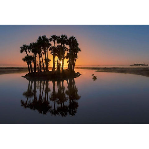 Sable palms silhouetted at sunrise on the Econlockhatchee River White Modern Wood Framed Art Print by Jones, Adam