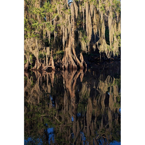 Cypress tree draped in Spanish moss along the Econlockhatchee River Black Modern Wood Framed Art Print with Double Matting by Jones, Adam