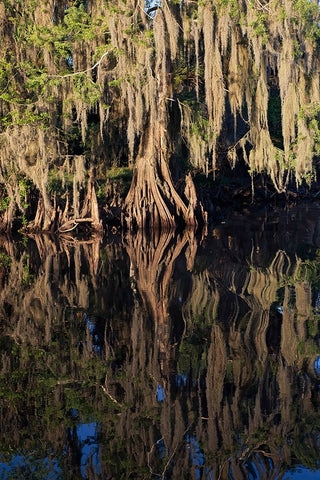 Cypress tree draped in Spanish moss along the Econlockhatchee River White Modern Wood Framed Art Print with Double Matting by Jones, Adam