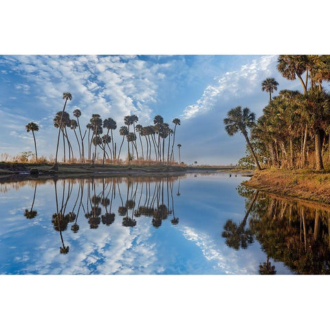 Sable palms reflected on the Econlockhatchee River Black Modern Wood Framed Art Print by Jones, Adam