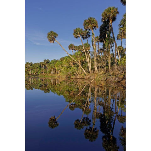 Sable palms reflected on the Econlockhatchee River Black Modern Wood Framed Art Print by Jones, Adam