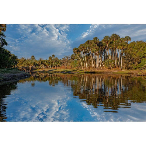 Sable palms reflected on the Econlockhatchee River White Modern Wood Framed Art Print by Jones, Adam