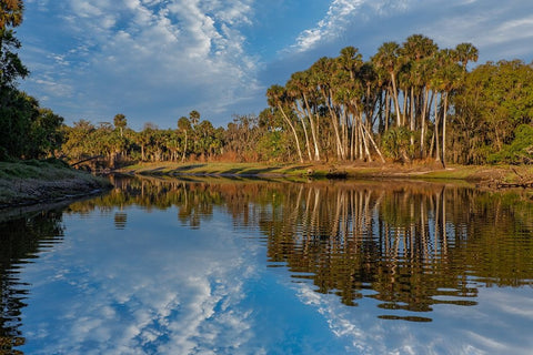 Sable palms reflected on the Econlockhatchee River Black Ornate Wood Framed Art Print with Double Matting by Jones, Adam