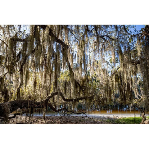Oak tree draped in Spanish moss along the Econlockhatchee River Black Modern Wood Framed Art Print with Double Matting by Jones, Adam