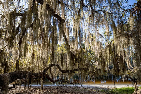 Oak tree draped in Spanish moss along the Econlockhatchee River Black Ornate Wood Framed Art Print with Double Matting by Jones, Adam