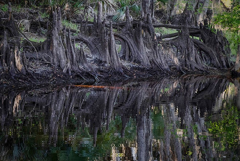 Cypress knees along-Econlockhatchee River-a blackwater tributary of the St Johns River White Modern Wood Framed Art Print with Double Matting by Jones, Adam