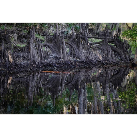 Cypress knees along-Econlockhatchee River-a blackwater tributary of the St Johns River Gold Ornate Wood Framed Art Print with Double Matting by Jones, Adam