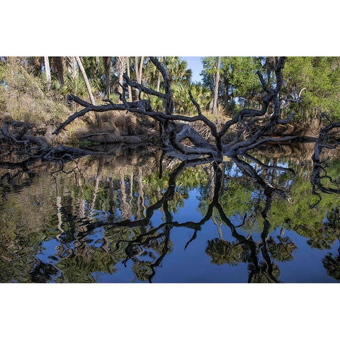 Fallen tree reflected on the Econlockhatchee River-a blackwater tributary of the St Johns River Black Modern Wood Framed Art Print with Double Matting by Jones, Adam