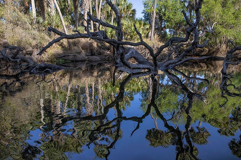 Fallen tree reflected on the Econlockhatchee River-a blackwater tributary of the St Johns River White Modern Wood Framed Art Print with Double Matting by Jones, Adam