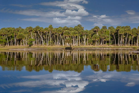 Sable palms reflected on the Econlockhatchee River-a blackwater tributary of the St Johns River Black Ornate Wood Framed Art Print with Double Matting by Jones, Adam